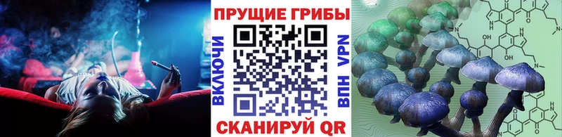 купить  цена  Тайшет  Псилоцибиновые грибы Cubensis 