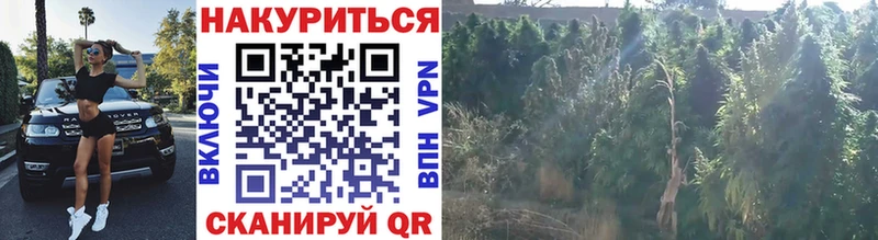 Конопля MAZAR  ссылка на мегу сайт  Тайшет 